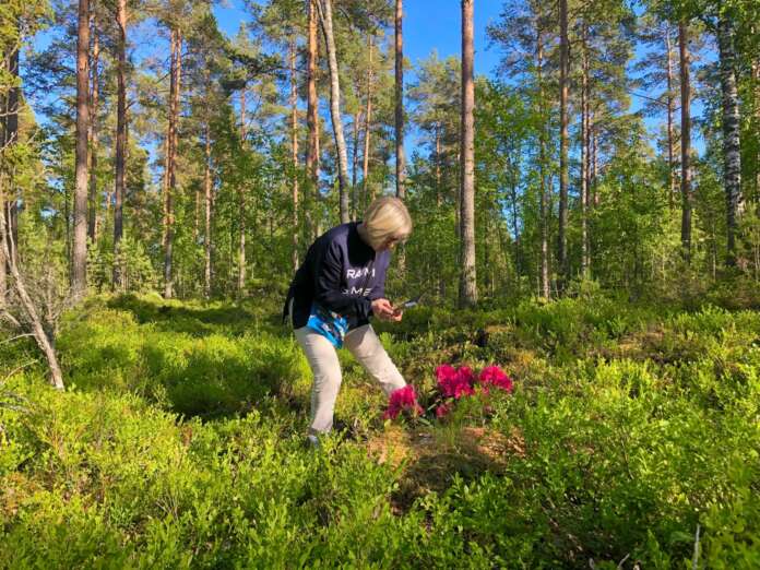 Rohdaisiin avattu alppiruusupuisto kukoisti tänä vuonna ensimmäistä kertaa. Kesäkuun puolivälissä tehdyllä Pyhärannan Myrskyn järjestämällä kävelykierroksella saattoi ihastella metsässä monissa eri väreissä kukkivia rodoja. Maisa Haarte tallensi rodoja kuviin. Hän suunnittelee hankkivansa uusia taimia myös kotipihalleen.