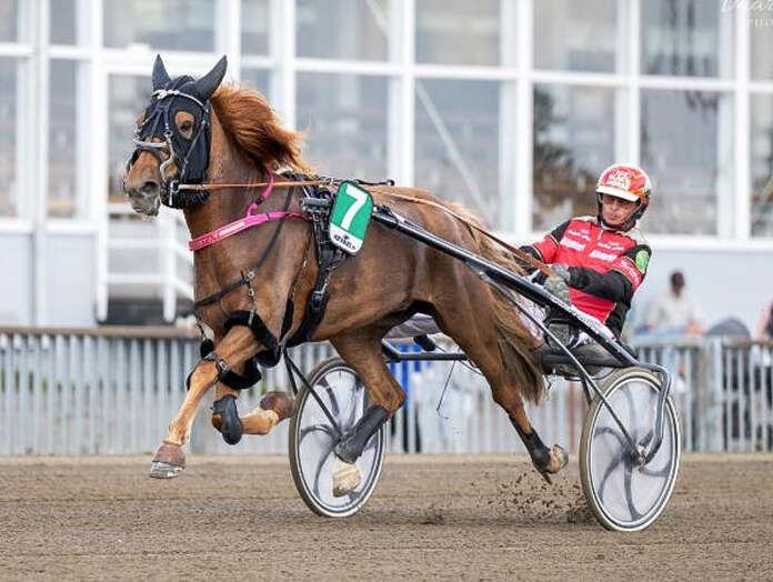 Tapio Perttunen on valmentanut ja ajanut laitilalaista Ypäjä Säihkyvää koko tamman uran ajan. Kuva: Hippos